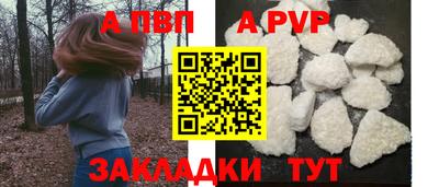 гашик Кингисепп