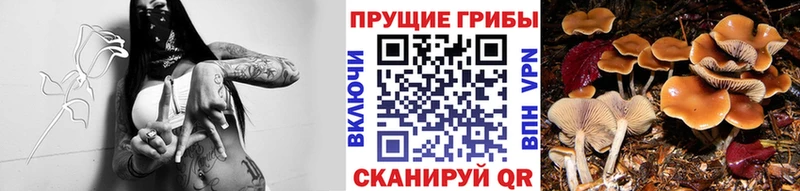 цена наркотик  Корсаков  Галлюциногенные грибы мицелий 